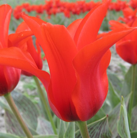 TULIPA 'Pedro' EKO