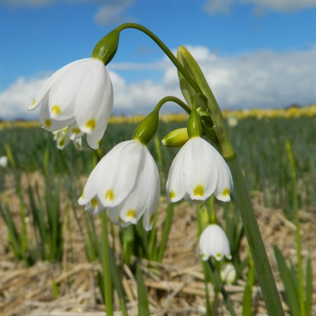 LEUCOJUM aestivum 'Gravetye Giant' EKO