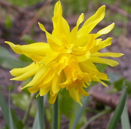 NARCISSUS 'Rip van Winkle' EKO