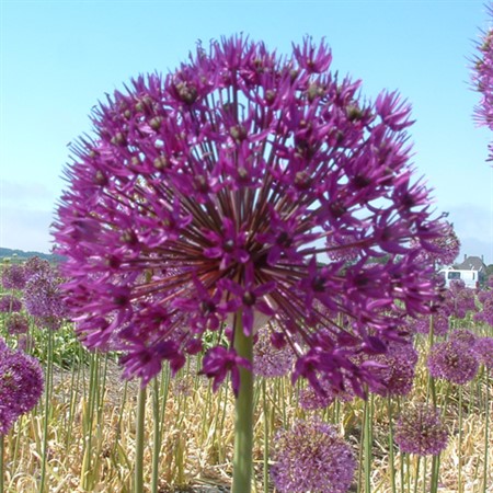 ALLIUM aflatunense 'Purple Sensation' EKO