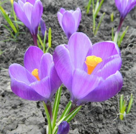 CROCUS vernus 'Flower Record' EKO