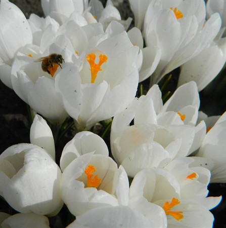 CROCUS vernus 'Jeanne d'Arc' EKO
