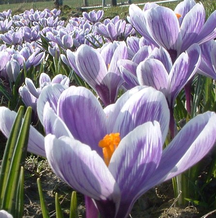 CROCUS vernus 'King of the Striped' EKO