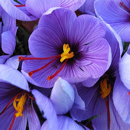 CROCUS sativus  EKO (höstblom)