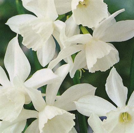 NARCISSUS triandrus 'Thalia' EKO