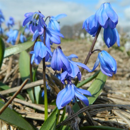 SCILLA siberica EKO
