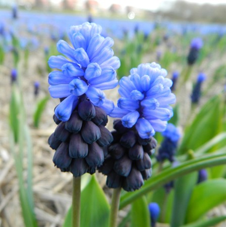 MUSCARI latifolium EKO