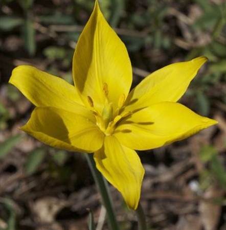 TULIPA sylvestris EKO