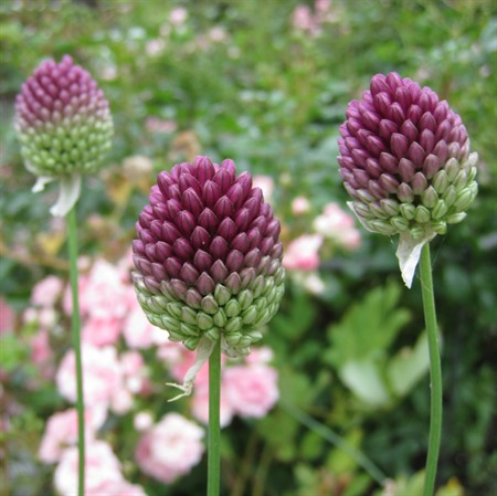 ALLIUM sphaerocephalon EKO