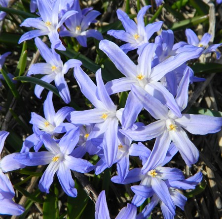 CHIONODOXA forbesii 'Blue Giant' EKO