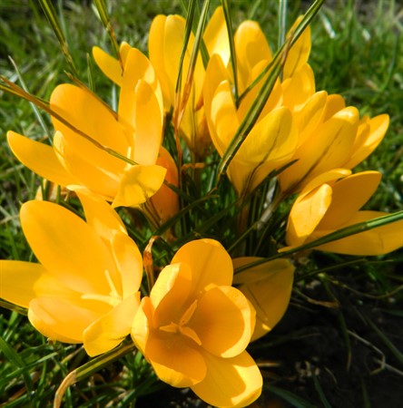 CROCUS flavus 'Golden Yellow' EKO