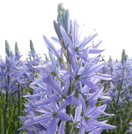 CAMASSIA Leichtinii 'Caerulea' EKO