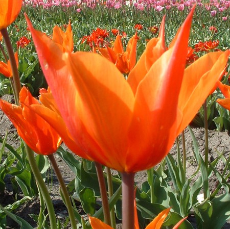 TULIPA 'Ballerina' EKO