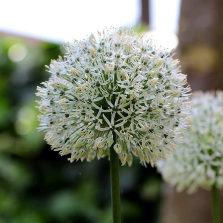 ALLIUM 'Ping Pong' EKO