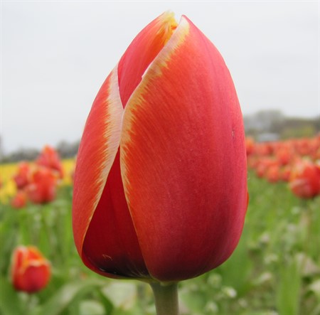 TULIPA 'Dafeng' EKO