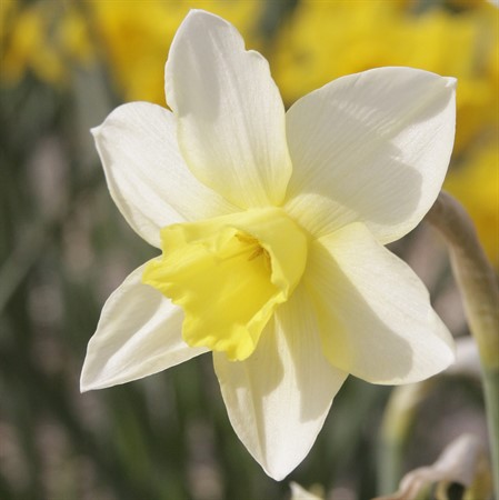 NARCISSUS 'Pueblo' EKO