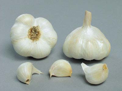 VITLÖK Allium sativum 'Messidor' EKO