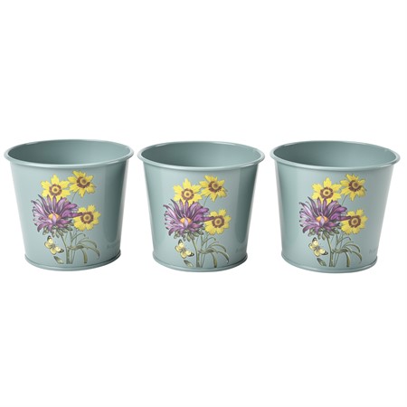 Krydd kruka - Asteraceae, 3 pack