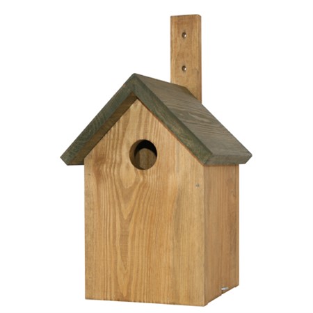 Holk Stare, (35 mm) ek/grön