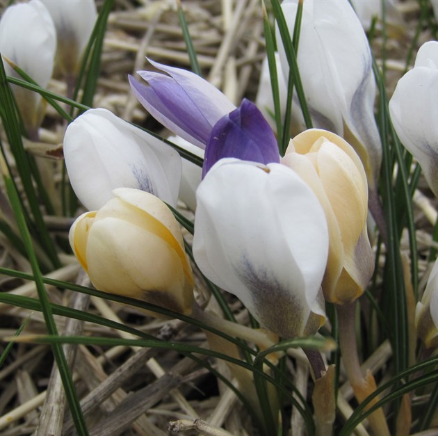 CROCUS botanical mix EKO