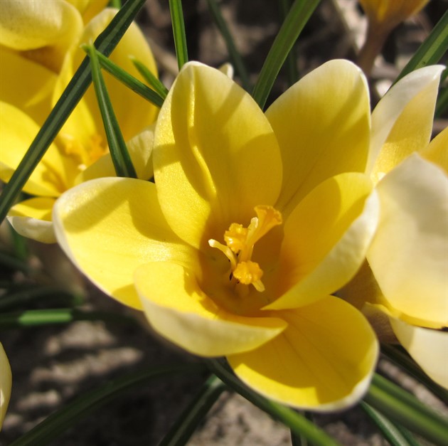 CROCUS chrysanthus 'Romance' EKO