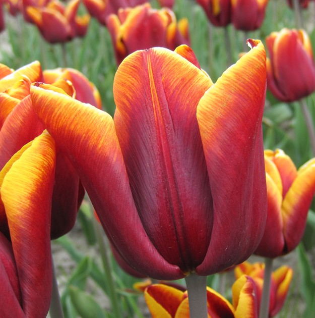TULIPA 'Abu Hassan' EKO