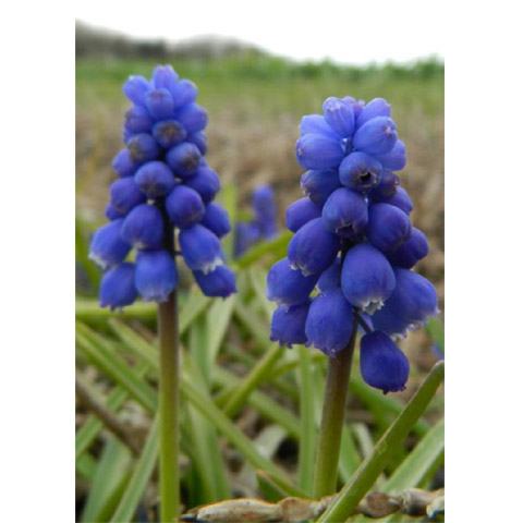 MUSCARI armeniacum EKO