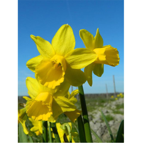 NARCISSUS 'Tête-á-Tête'  EKO