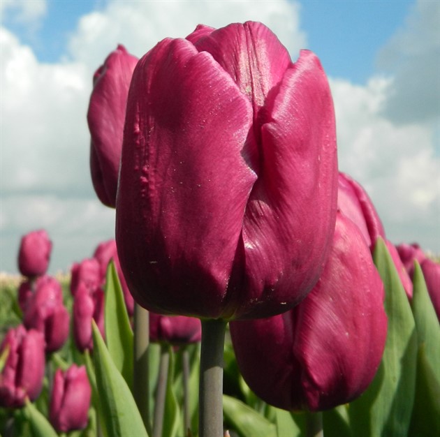 TULIPA 'Purple Prince' EKO