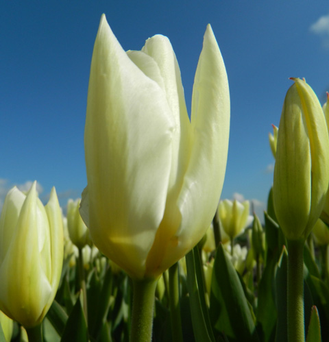 TULIPA 'Purissima' EKO