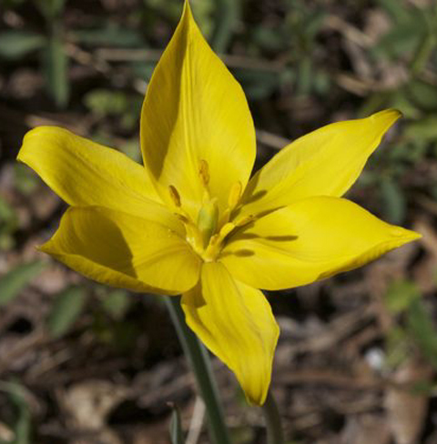 TULIPA sylvestris EKO