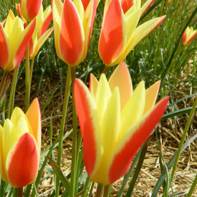 TULIPA clusiana 'Tinka' EKO