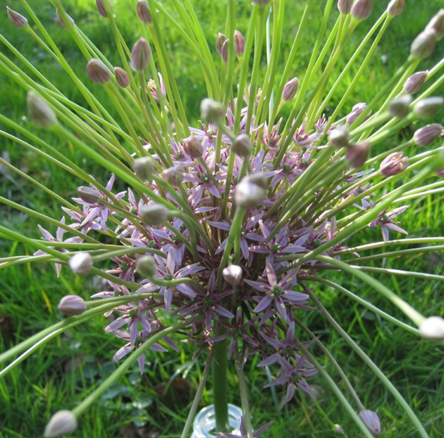 ALLIUM 'Schubertii' EKO