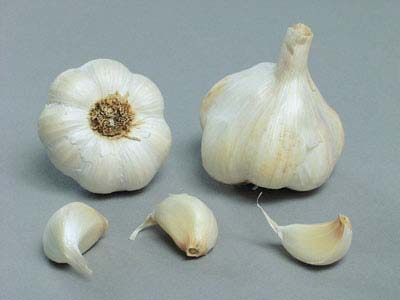 VITLÖK Allium sativum 'Therador' EKO