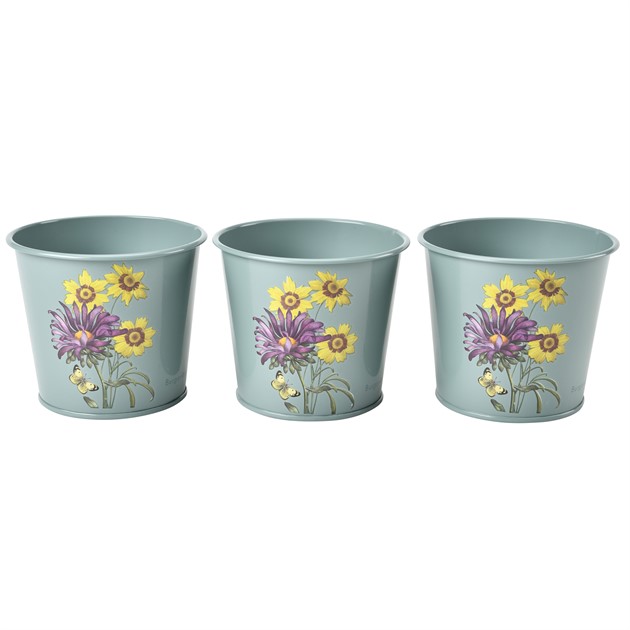 Krydd kruka - Asteraceae, 3 pack