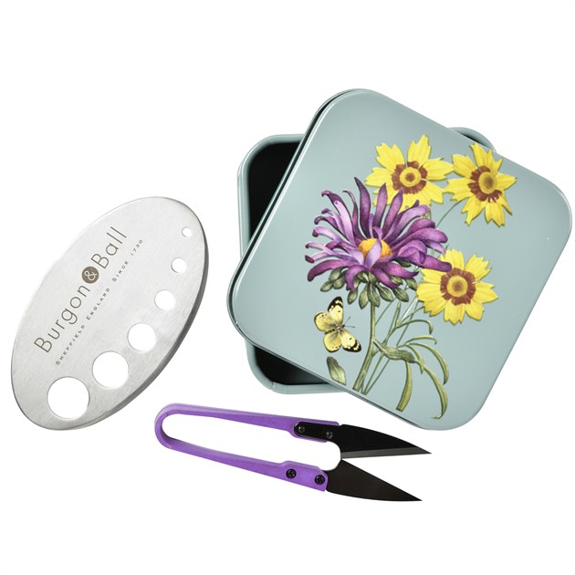 Kryddsax kitt - Asteraceae