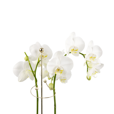 Växtstöd Mini Twiggy guld 60 cm